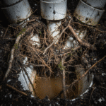 Tree root cutting work being done on a blocked drainage pipeline with large roots growing through damaged PVC pipes.