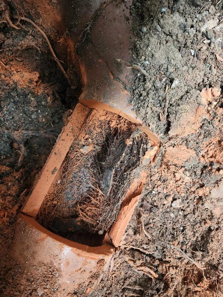 Above shot of root intrusion in napier before repair